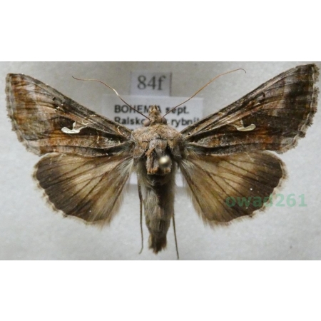 Autographa gamma (Linnaeus, 1758) Błyszczka jarzynówka Czech84f